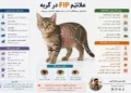 -علائم-FIP-در-گربه-از-اولین-نشانه-تا علائم-پیشرفته