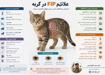 -علائم-FIP-در-گربه-از-اولین-نشانه-تا علائم-پیشرفته