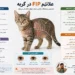 -علائم-FIP-در-گربه-از-اولین-نشانه-تا علائم-پیشرفته